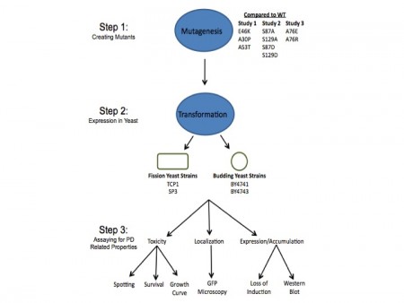 Endomembrane System Flow Chart