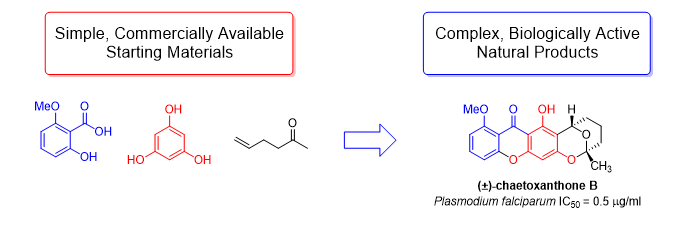 Simple, commercially available starting materials synthesized into complex, biologically active natural products