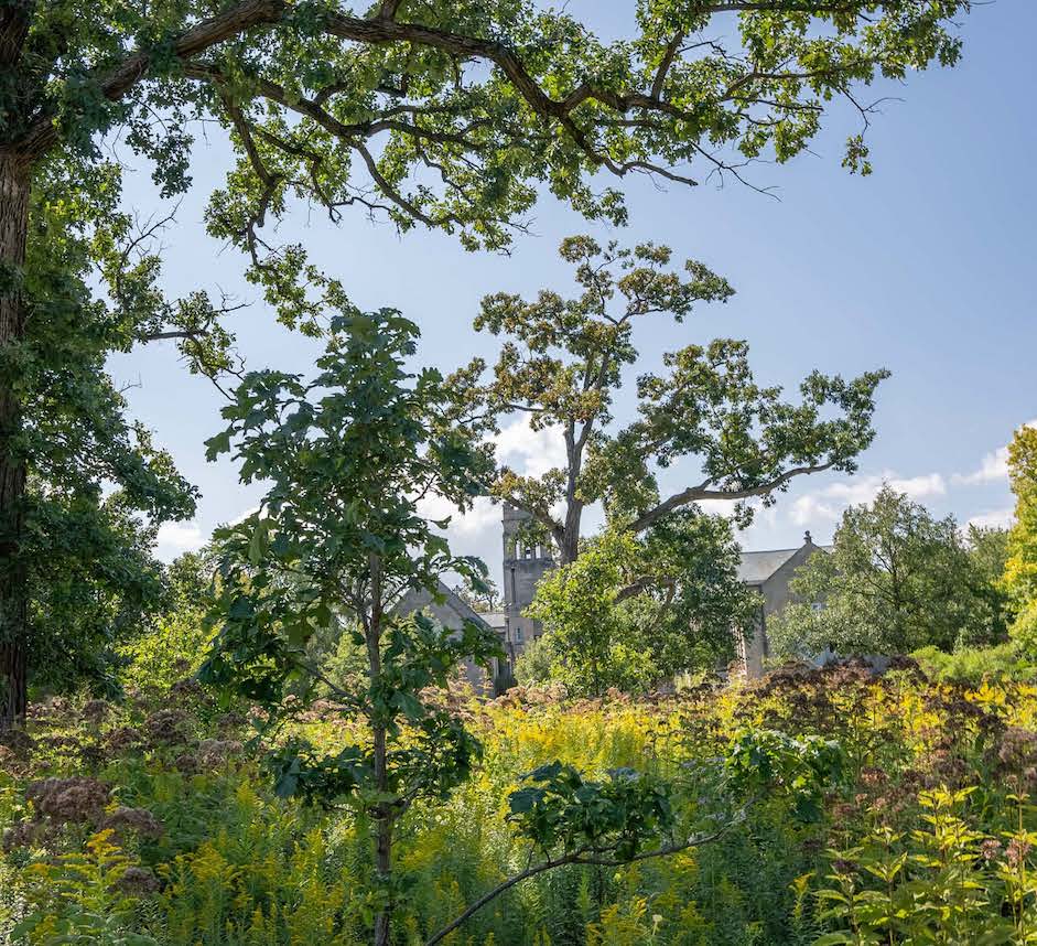 photo of native plant growth in Revery prairie