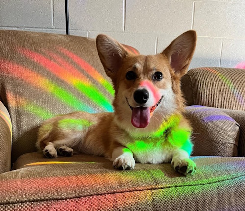 Sammi's dog