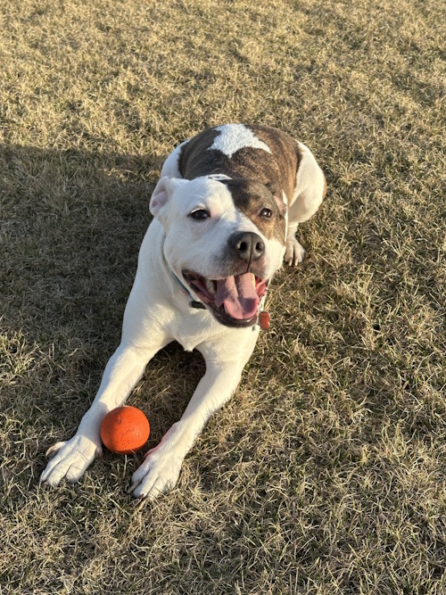 Tyler Bernat's dog, Coconut
