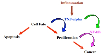Paul Figure 1