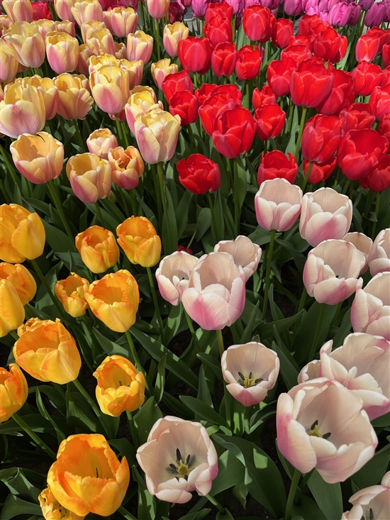 tulip field
