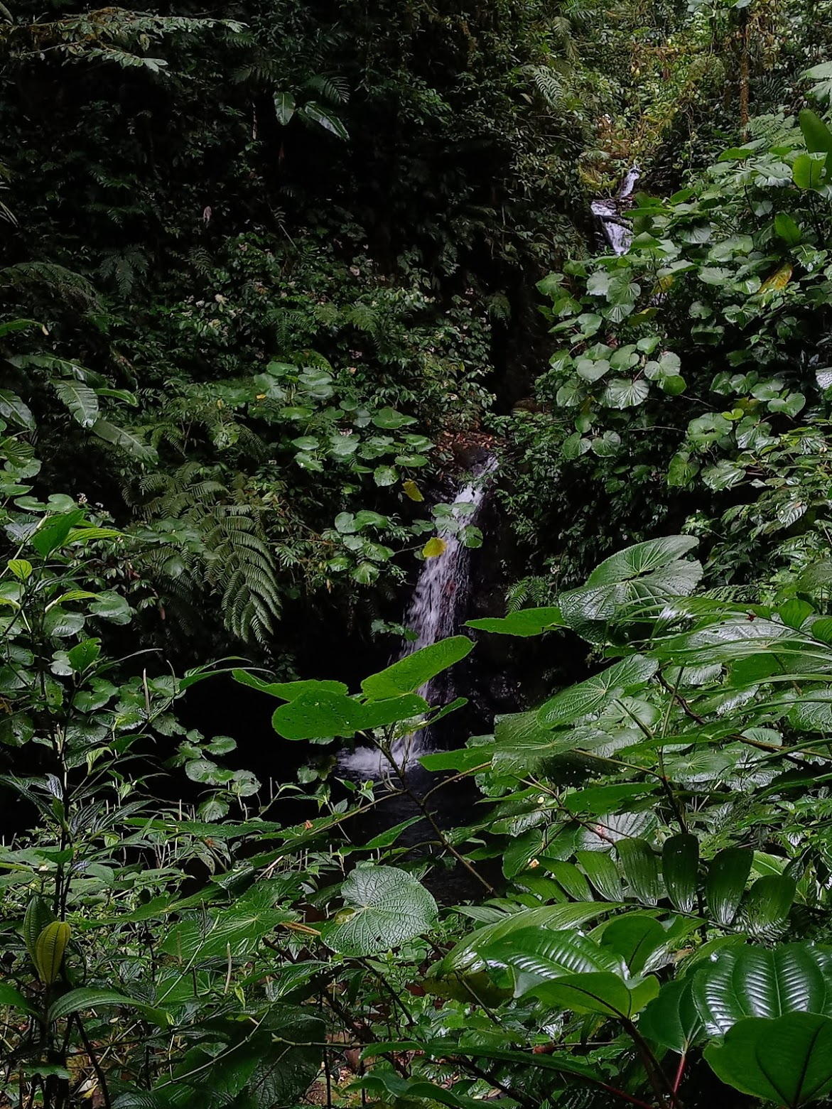 Monteverde waterfall