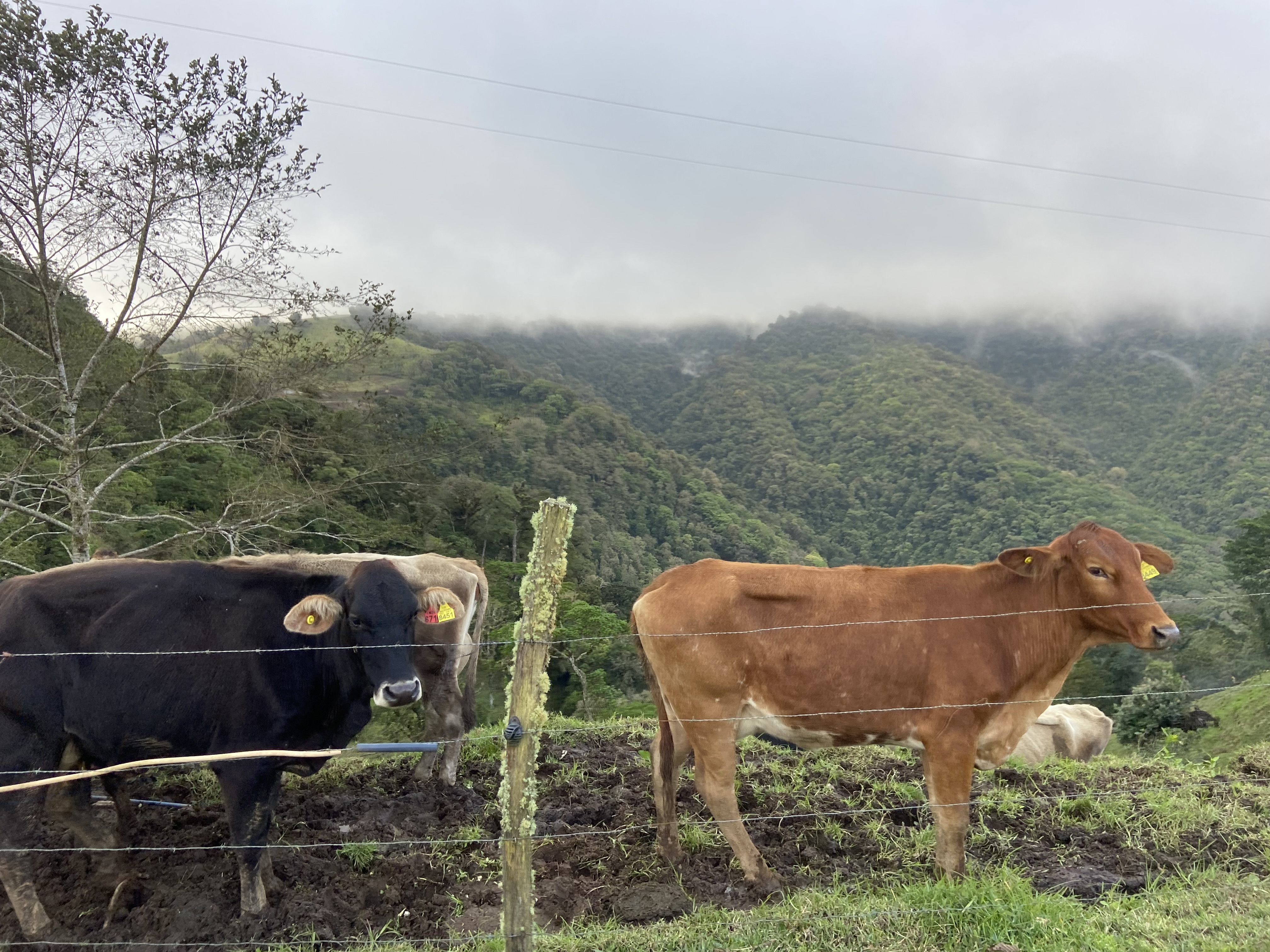 Cows on a Mountain in Costa Rica