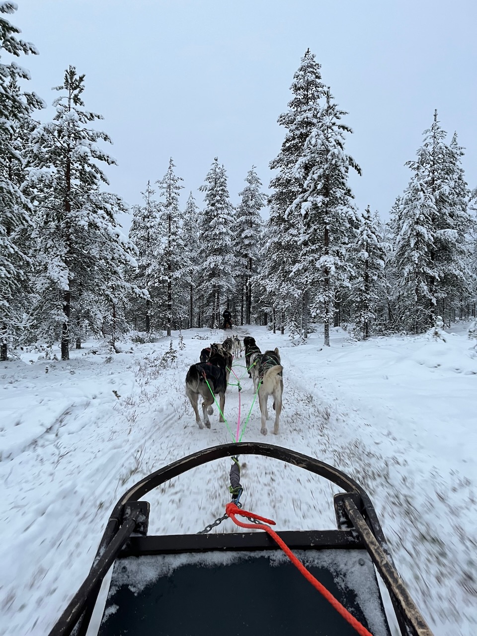 Dogsledding