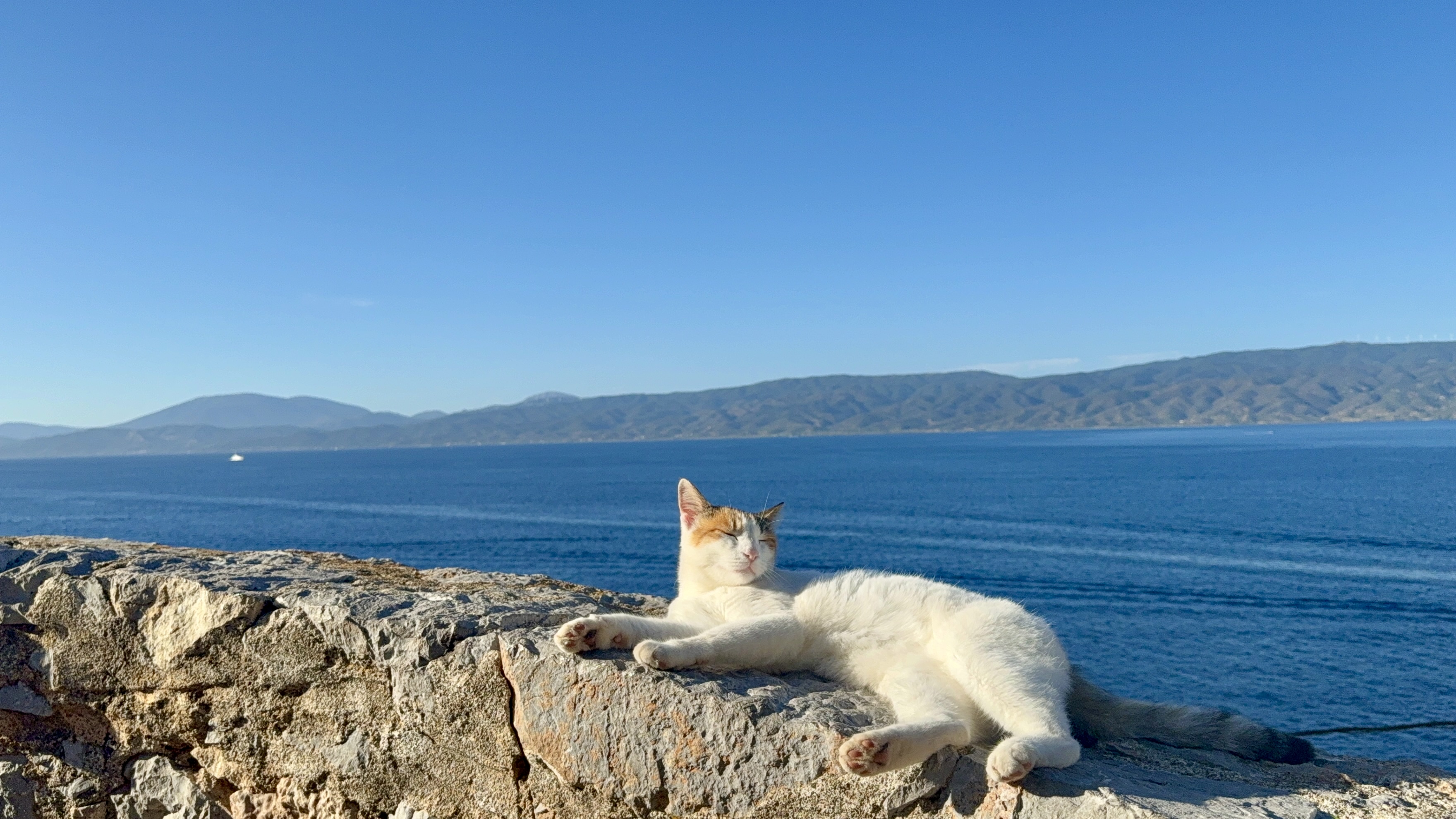 A cat in Hydra