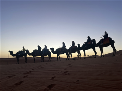 Camels in Morocco