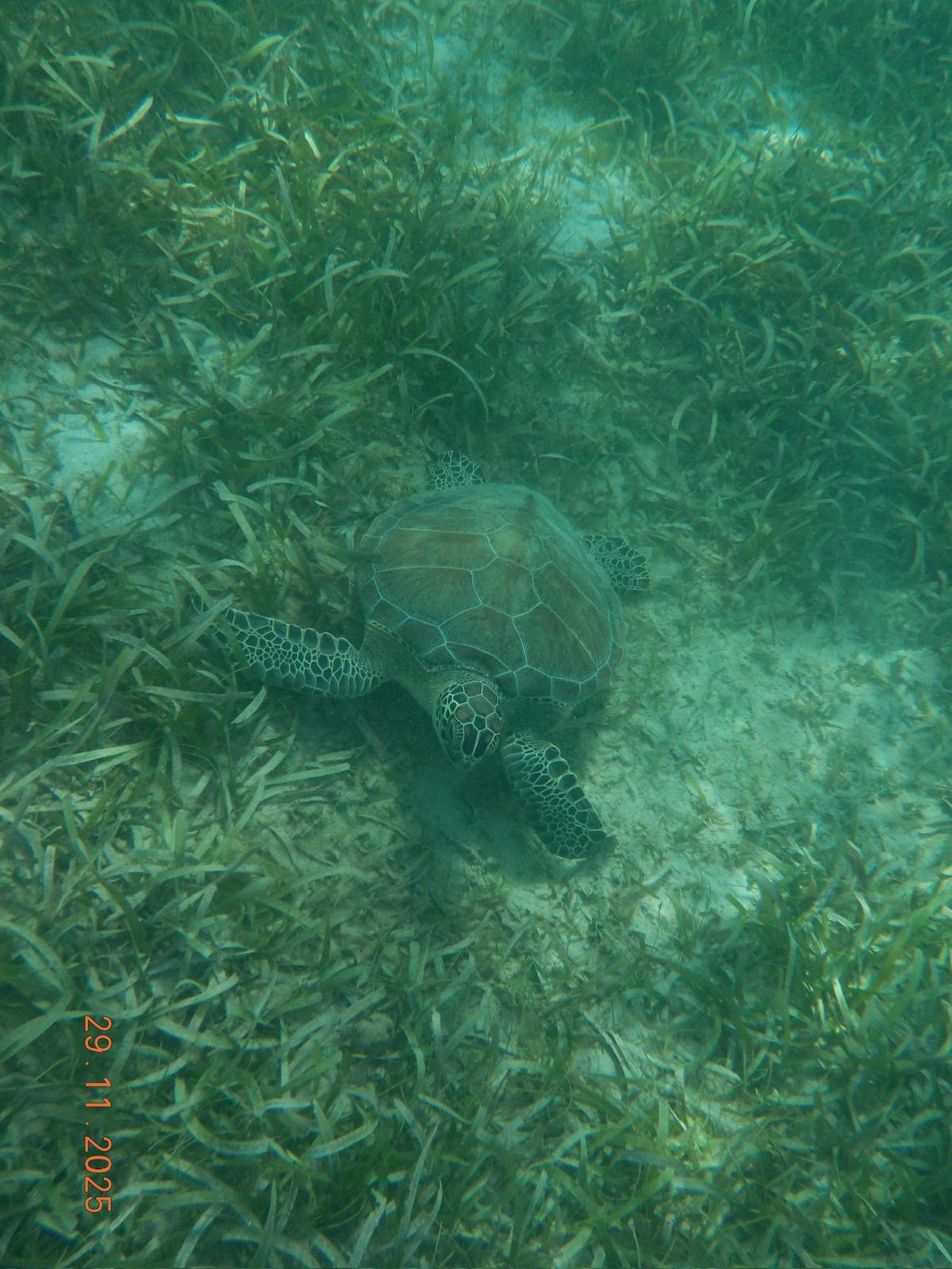 Culebrita Playa Tortugas