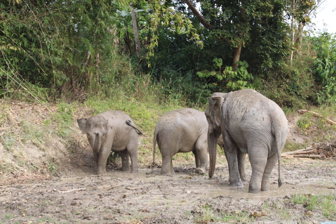 Elephant Sanctuary Mud Bath