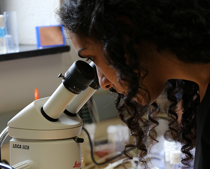 student peers into microscope