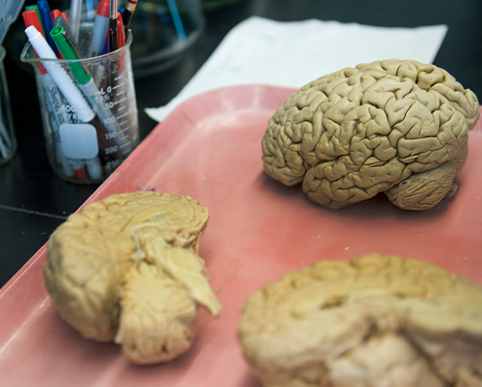 Brains