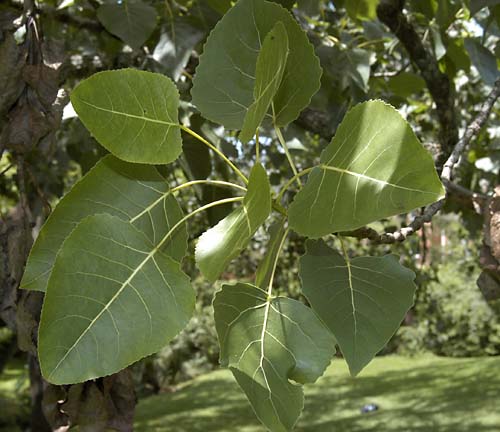 Download 108+ Trees Leaves Cottonwood Coloring Pages PNG PDF File