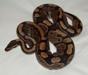 Python snake