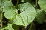 http://www.prairienursery.com/_assets/products/1364/product-1367.jpg