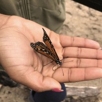 Monarch on Akia's hand (Summer 2018)
