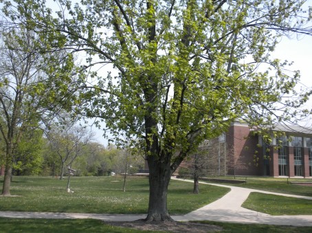 Silver Maple (Acer saccharinum)