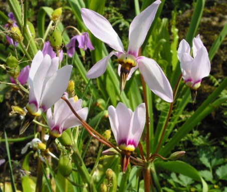 Dodecatheon Meadia Shooting Star
