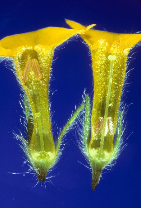"L.S. of pin and thrum flowers, 2X"