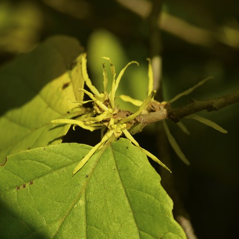 witch hazel flower