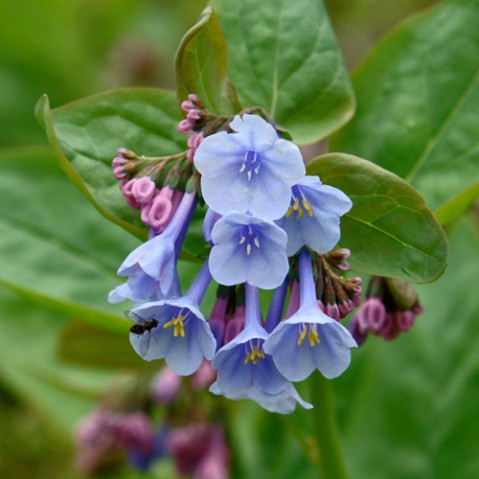 Mertensia virginica (Virginia bluebells) Boraginaceae