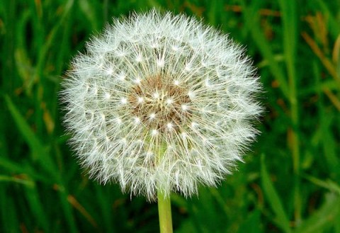 Taraxacum officianale (Dandelion) Asteraceae - Lake Forest College