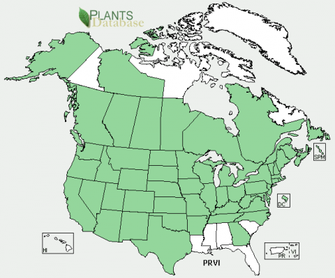 States highlighted in green are where Prunus virginiana plants can be found..
