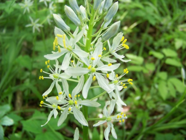 JULIAS GARDEN-20 CAMASSIA Quamash ESCULENTA-Wild Hyacinth-Blue Flower-Spring Bulbs-Wild Flower Garden