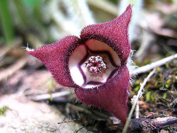 Asarum Canadense Aristolochiaceae Wild Ginger Lake Forest College