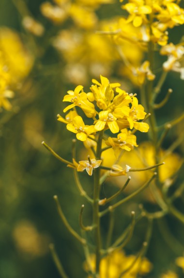 Mustard Flowers Information and Facts