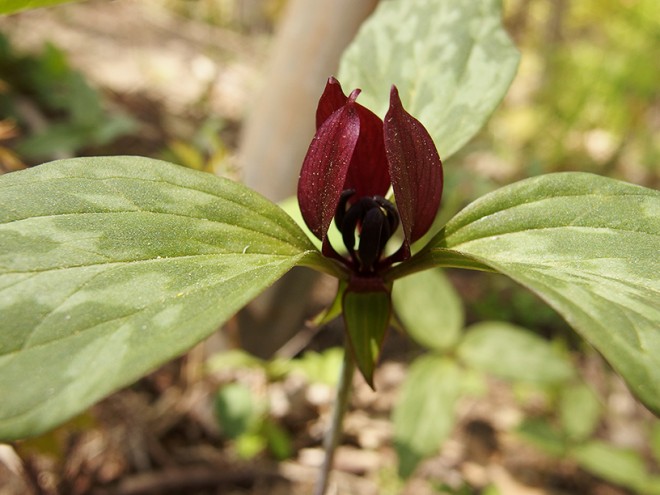 Trillium recurvatum (Red Trillium, Butcher’s blood) Melanthiaceae
