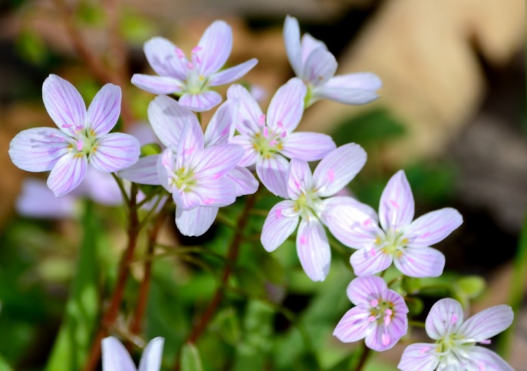 Claytonia Virginica Eastern Spring Beauty Portulacaceae