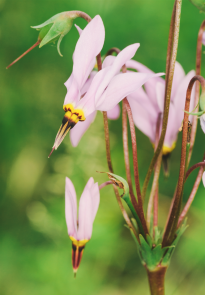 Shooting Star Flower