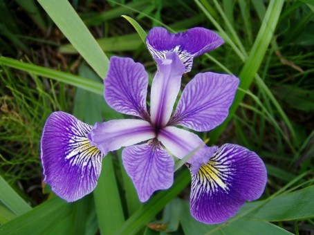 Iris versicolor (Blueflag) Iridaceae