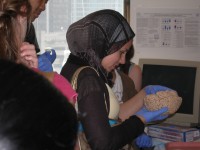 student in hajib holding brain model