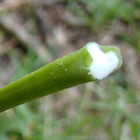 Acer platanoides leaf sap