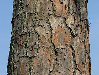 Pinus echinata bark