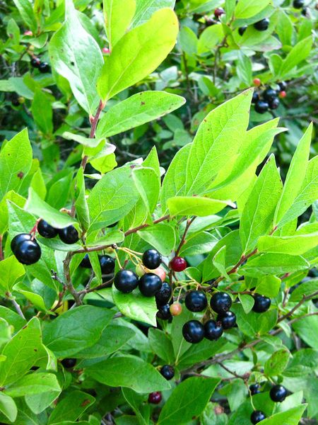 Gaylussacia baccata ﻿fruit
