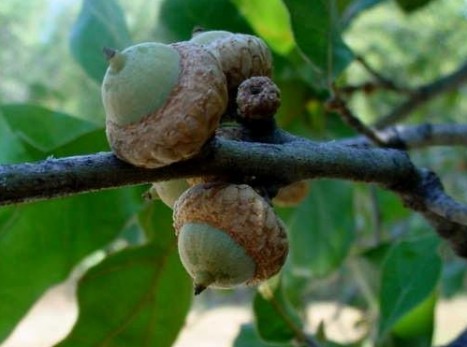 Quercus marilandica acorns