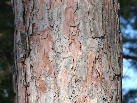 Pinus resinosa ﻿bark