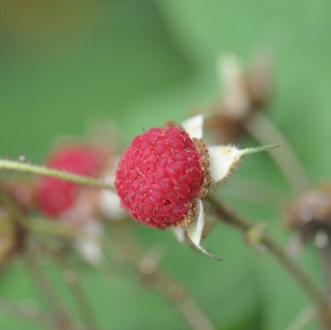 Rubus odoratus fruit