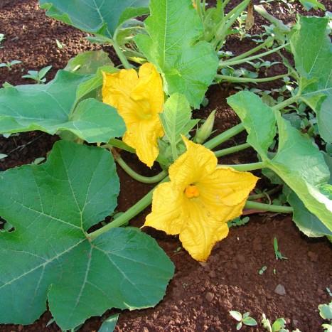 Cucurbita pepo