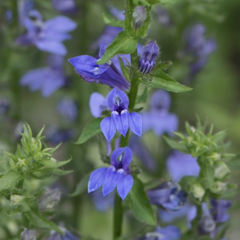 Lobelia siphilitica