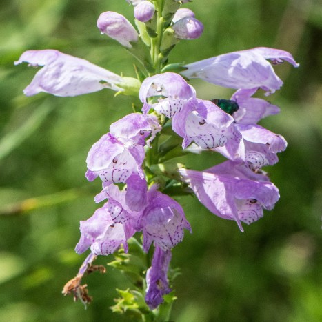 Physostegia virginiana