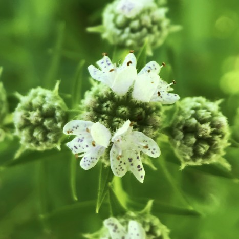 Pycnanthemum virginianum