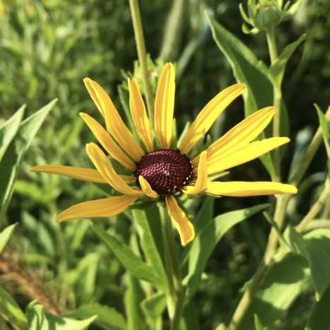 Rudbeckia subtomentosa