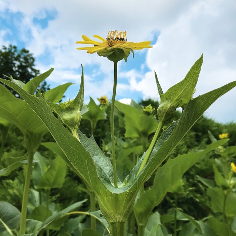 Silphium perfoliatum