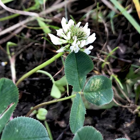 Trifolium repens 
