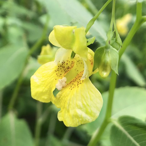 Impatiens pallida
