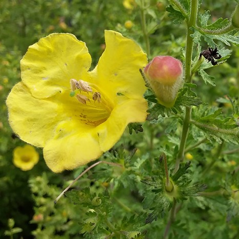 Clammy False Foxglove